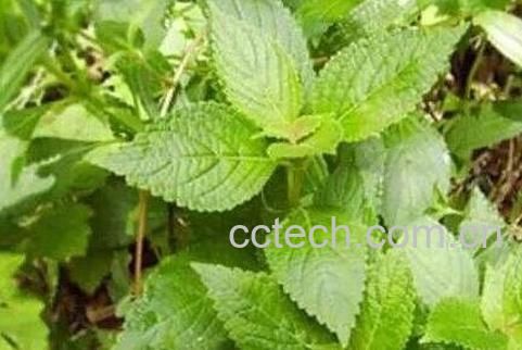 溪黄茶的功效与作用-0