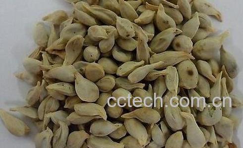 中药盐橘核的功效与作用及禁忌-0
