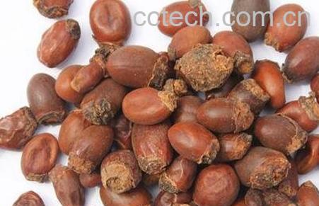  中药荔枝核的功效与作用-0