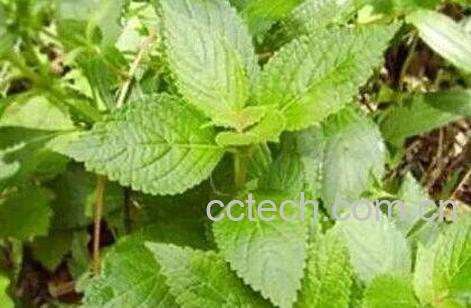  溪黄茶的作用与功效-0