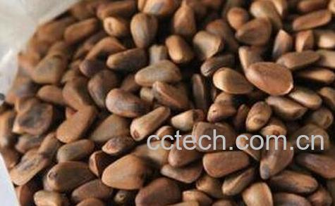 松子壳的作用及禁忌-0