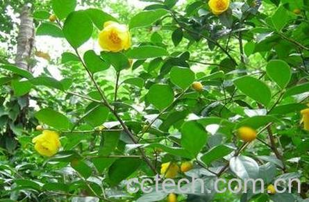 野生金花茶茶叶的功效与作用-0