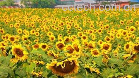  油葵花籽的功效与作用-0