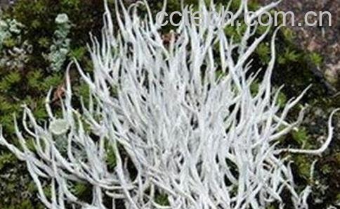 西藏雪茶的功效-0