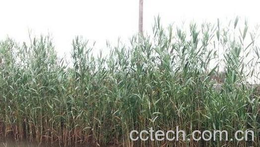 芦叶茶有什么营养 喝芦叶茶的功效与作用-0