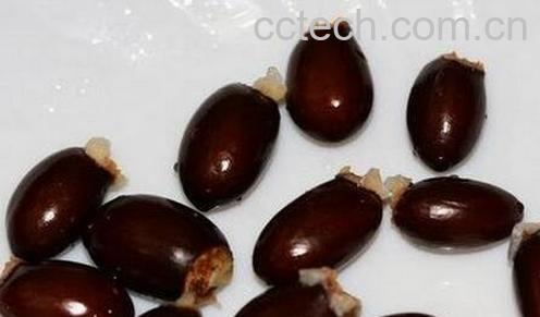 天荔核的功效与作用-0