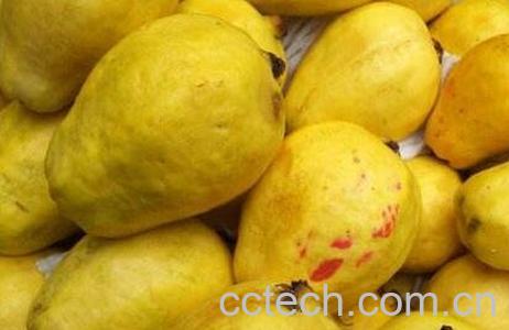 黄芭乐的功效与作用-0