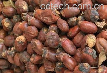 枝核的功效与作用-0