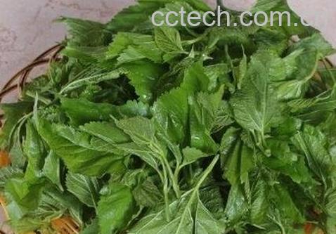 桑叶茶有什么副作用-0