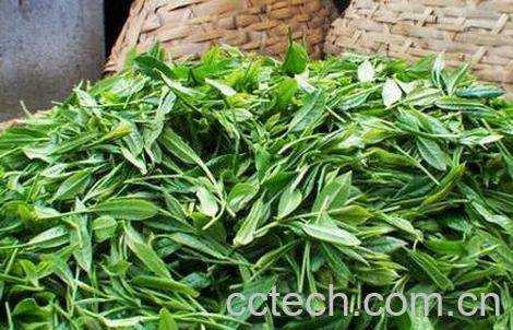中国八大茶叶的种类-0