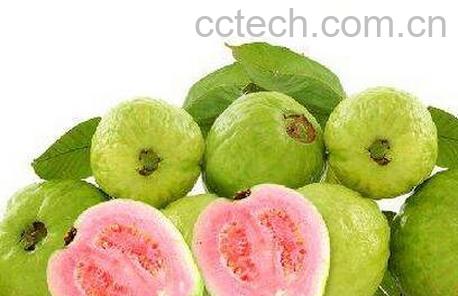 台湾红心芭乐的功效 -0