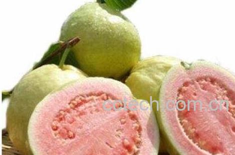 红心芭乐籽可以吃么-0