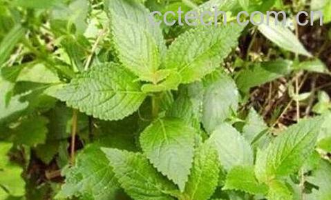 溪黄茶什么人不能喝-0