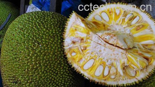 果蔬百科菠萝蜜-0