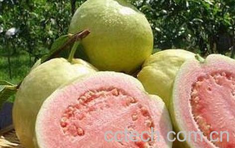 红心西瓜芭乐的功效与作用 -0