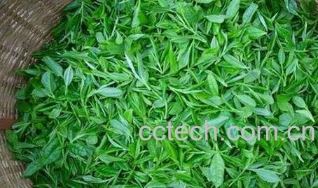 野生茶叶的功效与作用-0