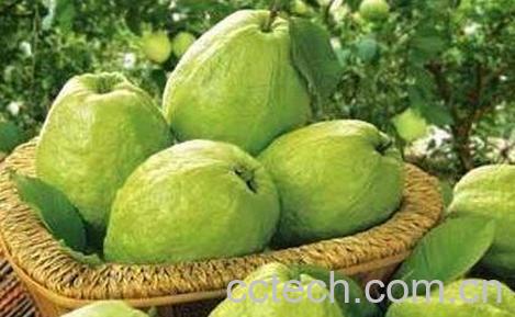 青芭乐的营养价值 青芭乐怎么吃图解-0