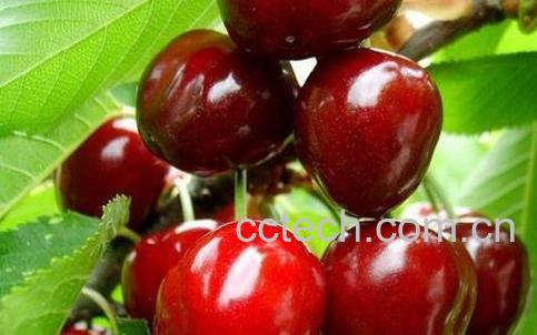 樱桃籽的营养价值 -0