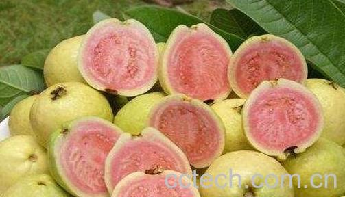 西瓜芭乐什么味道 西瓜芭乐好吃吗-0