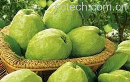 无籽芭乐果的营养价值-0