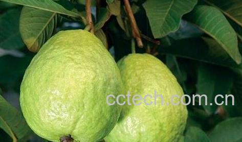 石榴和芭乐的区别-0