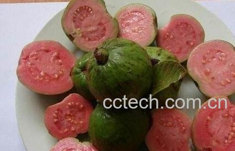 土芭乐是什么水果-0