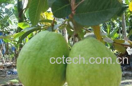  珍珠芭乐番石榴功效与作用-0