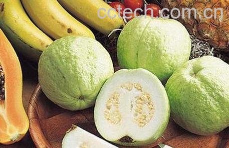 孕妇吃芭乐的功效与作用-0