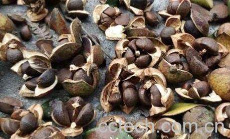 茶果壳的功效与作用-0