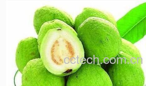 珍珠芭乐好吃吗 -0