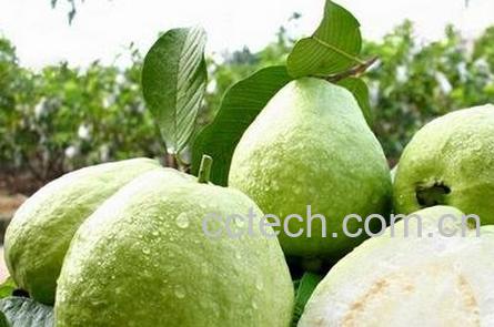 怎么挑选芭乐-0