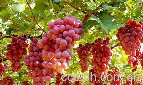 中药葡萄根的功效与作用-0