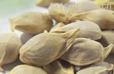  盐炒橘子籽的作用与功效-0