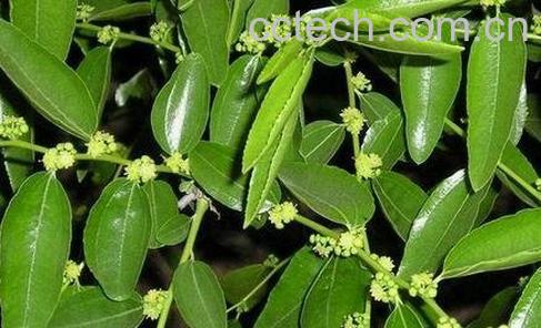  枣树叶的药用价值-0