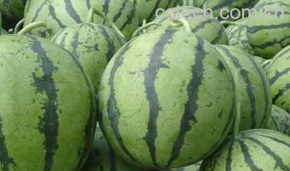 如何挑选西瓜 -0