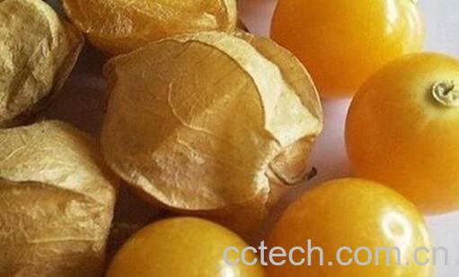 孕妇能吃姑娘果吗-0