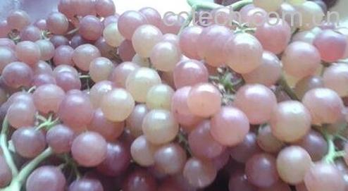 葡萄-0