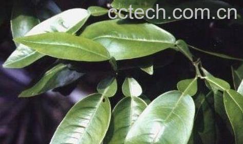 柚子叶的功效与作用及禁忌-0