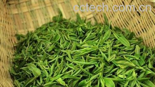 毛尖茶的功效与作用及禁忌-0