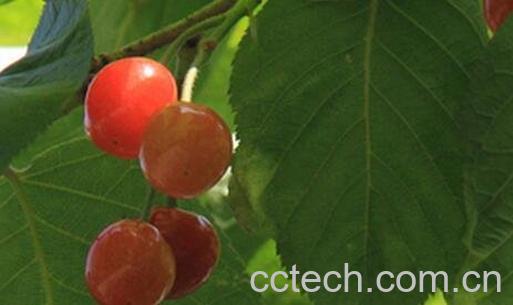 樱桃叶的功效与作用-0