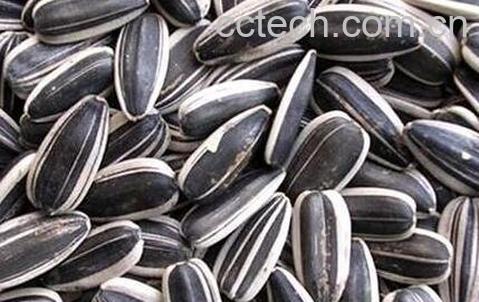 孕妇吃葵花籽的功效与作用及禁忌-0