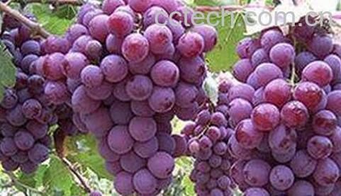 紫葡萄皮的功效与作用-0