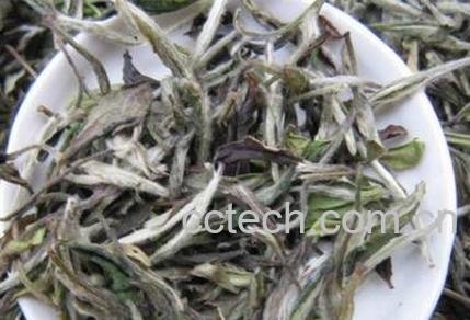 白毫银针和白牡丹的区别-0