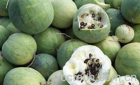 籽瓜皮的功效与作用-0