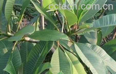 枇杷叶的功效与作用及食用方法-0