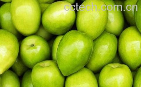 青枣的营养价值-0