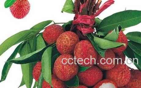 为什么吃荔枝会上火 -0