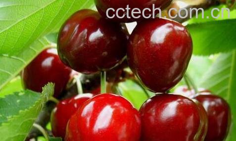 樱桃的功效作用与食用方法-0