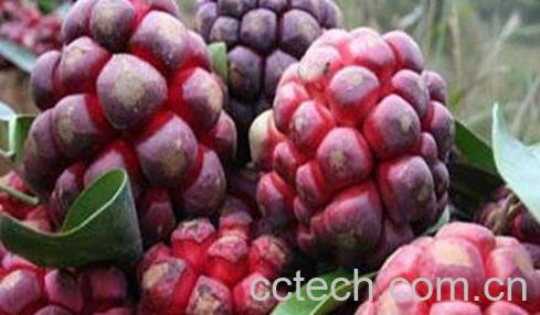 布福娜是什么-0