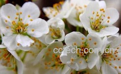 经常饮用白梅花的功效-0